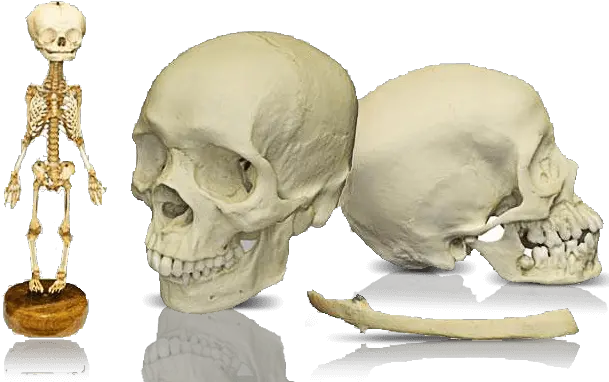 Skulls Unlimited World Leader In Real And Replica Skull Png Human Skull Png
