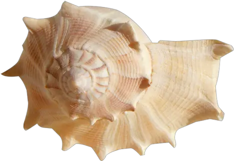 Conch Shell Png Clipart Background Play Sea Shells Png Shell Png
