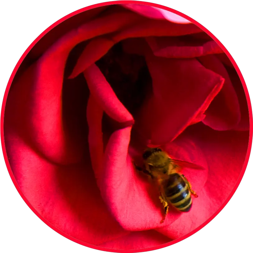 Bee Clipart Bee On A Rose Png Bee Png