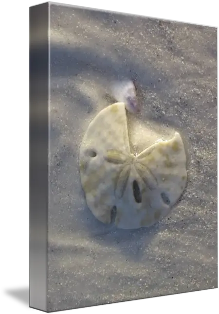 Sand Dollar By Sharon Guy Carving Png Sand Dollar Png