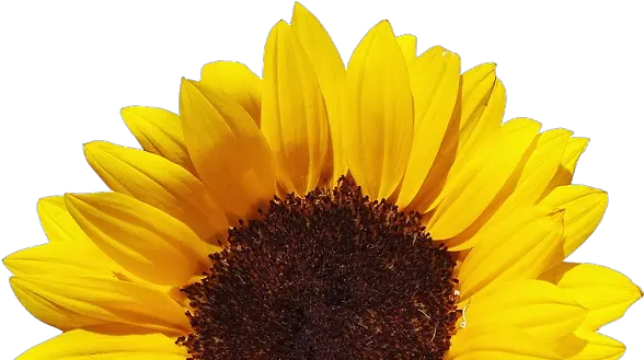 Download Stoney Bologna Clear Background Sunflower Png Transparent Sunflower Png Sunflowers Transparent