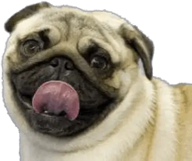 Pug Tongue Out Transparent Png Stickpng Pug With Tongue Out Pug Transparent Background