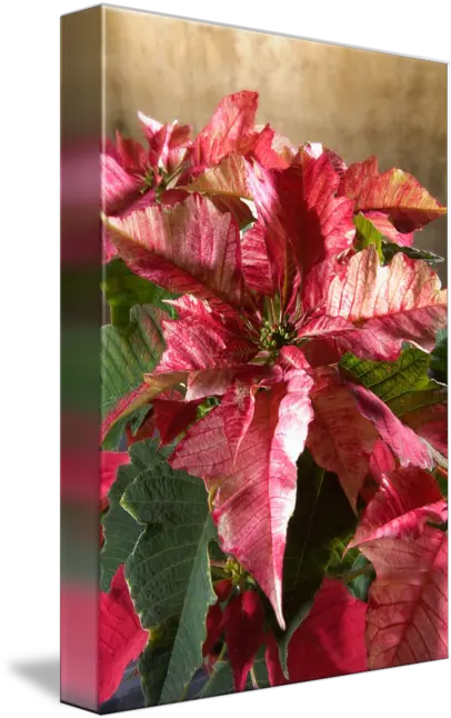 Poinsettia Leaves By Christoph Hermann Poinsettia Png Poinsettia Transparent Background