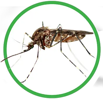 Pest Control Services Mosquitoes Png Mosquito Icon