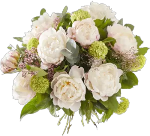Everything You Want To Know About The Peony Fleurop Garden Roses Png Peonies Png