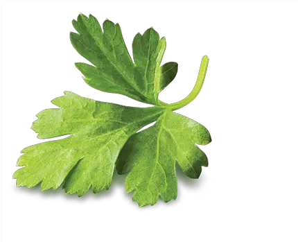 Cilantro Botanica Parsley Png Cilantro Png