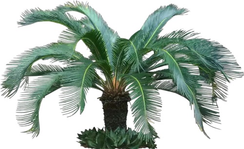 Cycas Palm Plant Tropical Tree Png Palm Plant Png