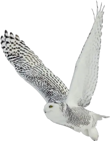 Owl Png Transparent Background Image Snowy Owl Png Owl Transparent