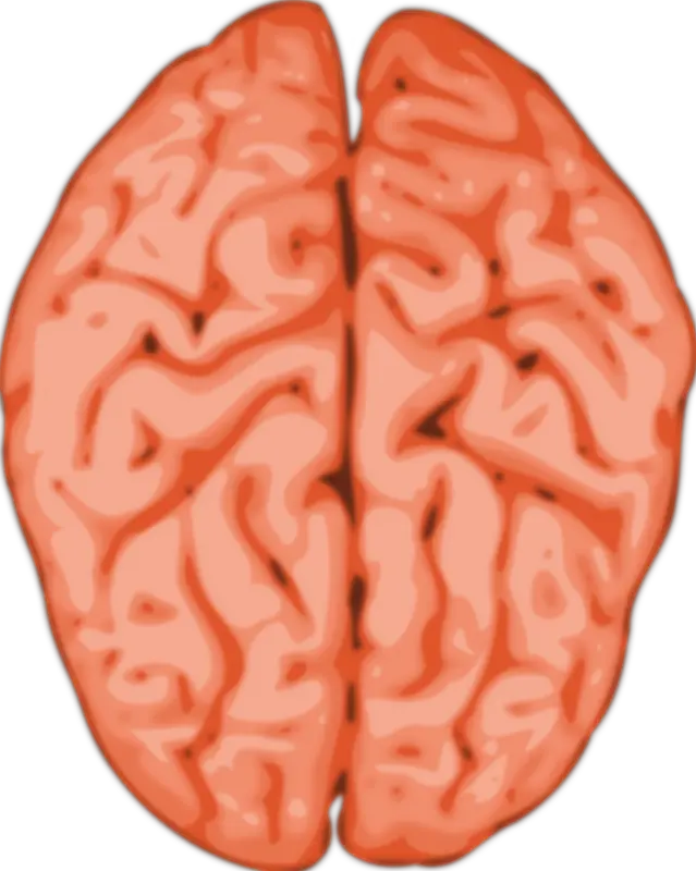 Human Brain Clipart Png 1 Image Brain Clip Art Human Brain Png