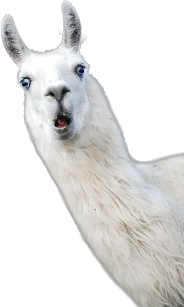 Llama Alpaca Camelids Wool Happy Llamas Png Llama Png