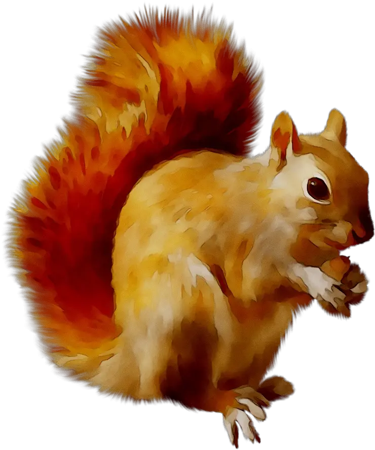 Portable Network Graphics Clip Art Clipart Squirrel Png Squirrel Transparent
