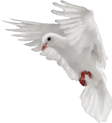 Dove Pigeon Png Transparent Image Png Of Flying Pigeon Dove Transparent