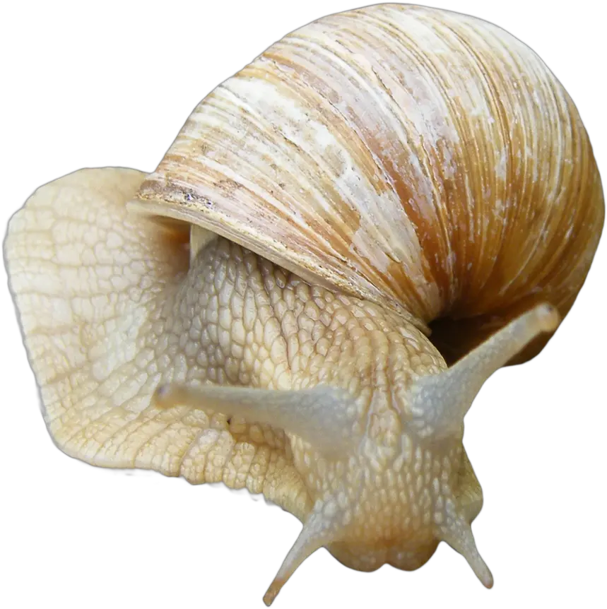 Snail Png Sea Snails Png Snail Png