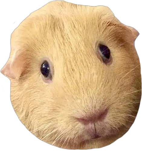 Pej Paigeblackmage Twitter Hamster Png Resident Evil 6 Yellow Icon