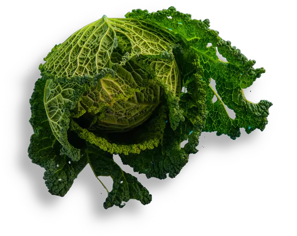 Bar Lupulus Faraona Savoy Cabbage Transparent Kitchen Collard Greens Png Cabbage Transparent