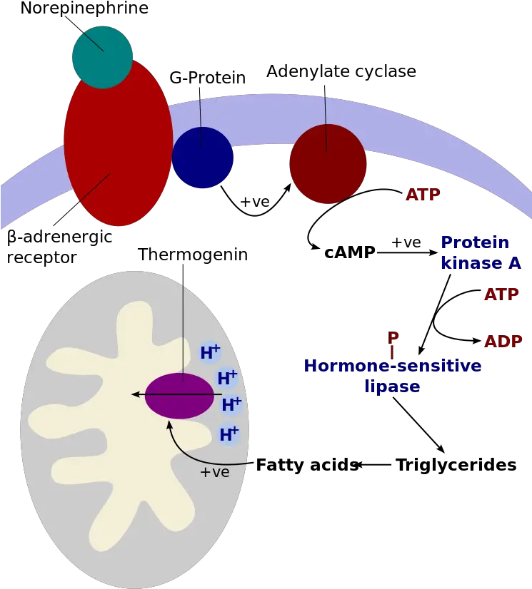 Download Cold Induced Thermogenesis Hormone Sensitive Lipase Location Png Mitochondria Png