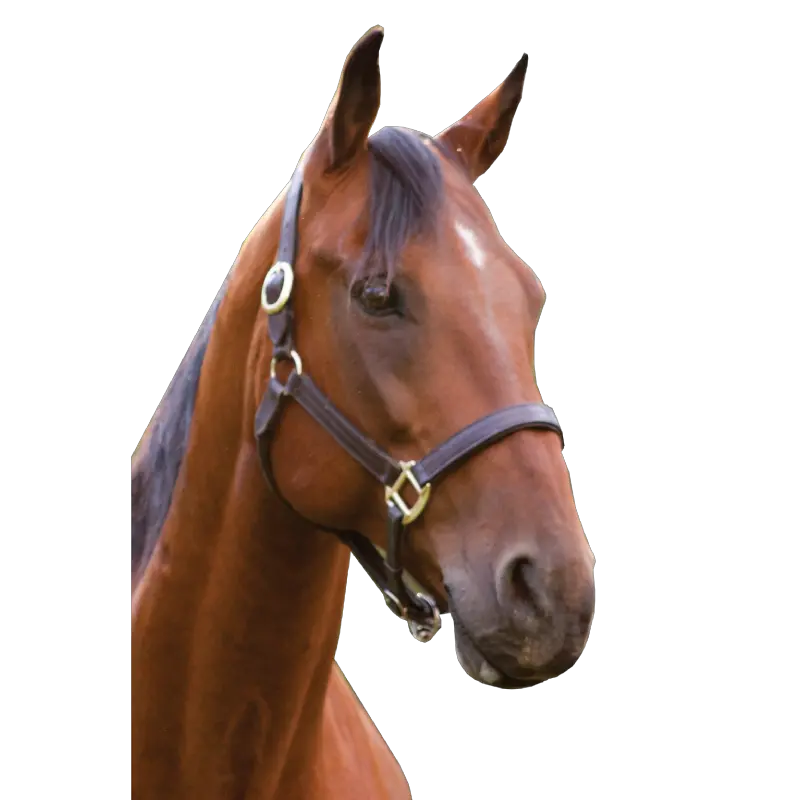 Png Freeuse Download Horse Head Transparent Horse Head Png Transparent Horse Transparent