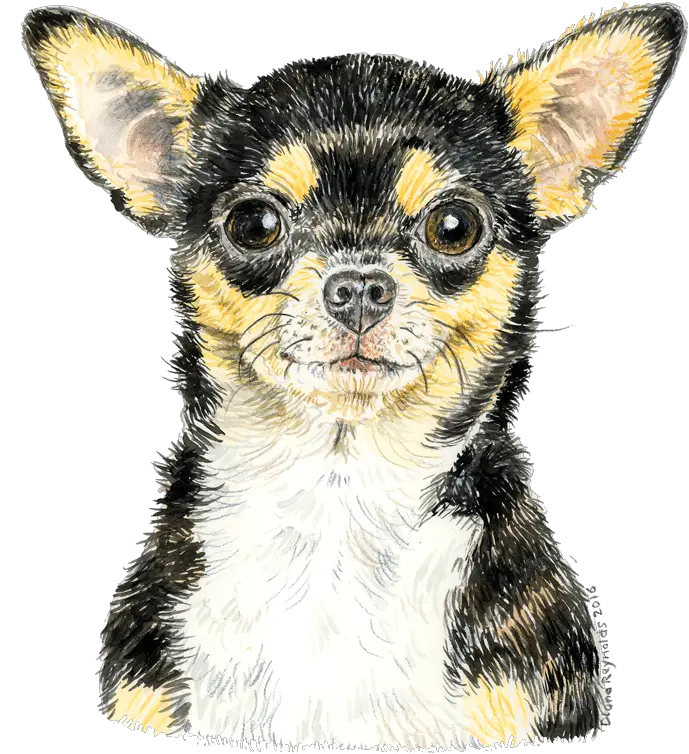 Download Chihuahua Watercolour1 Chihuahua Png Image With Vulnerable Native Breeds Chihuahua Png