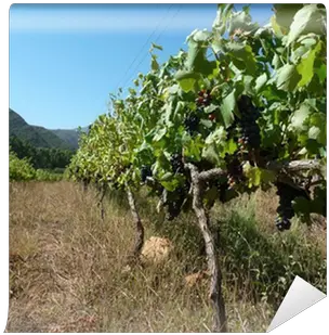 Organic Pinotage Grapes Hanging We Live To Change Grassland Png Hanging Vines Png