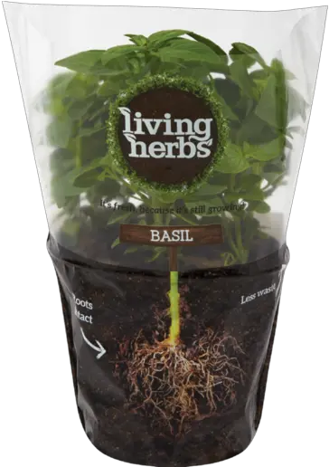 Download Free Basil Living Pot Leaf Herbs Icon Favicon Herbs Pot At Checkers Png Pot Leaf Icon