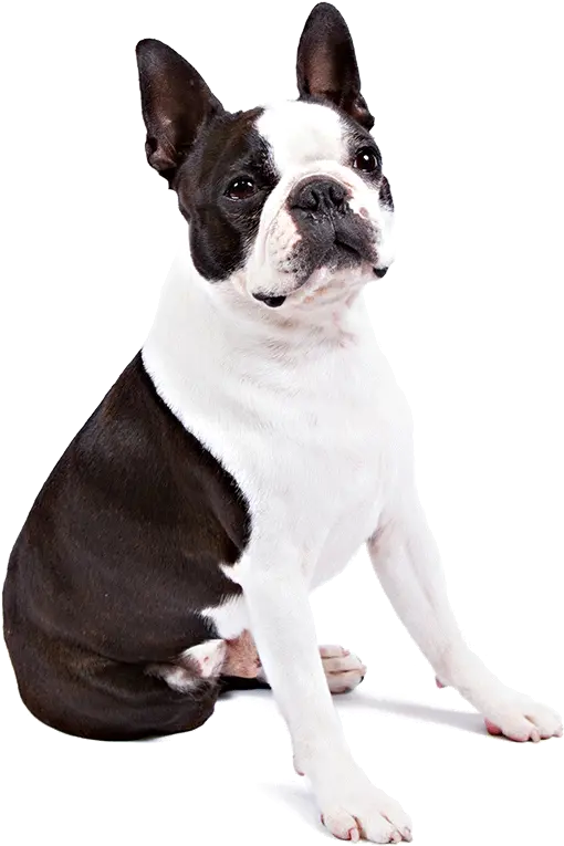 Boston Terrier Dog Breed Information Terrier Png Boston Terrier Png