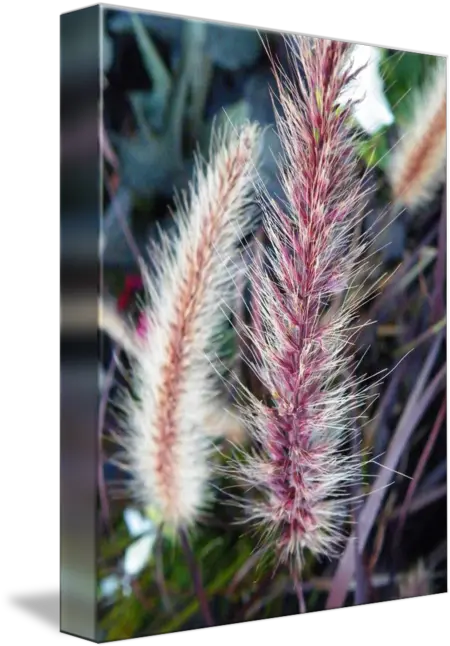 Red Head Fountain Grass Sedges Png Fountain Grass Png