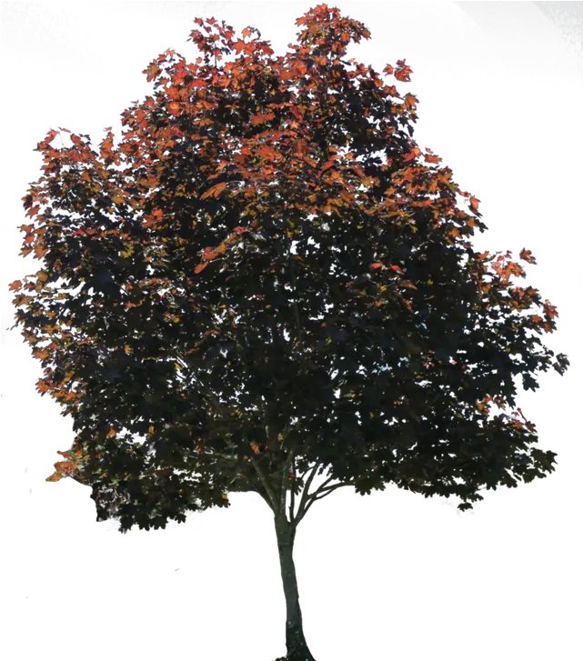 Download Architectural Trees Png Transparent Tree Png Transparent Tree Png Picsart Tree Cutout Png png