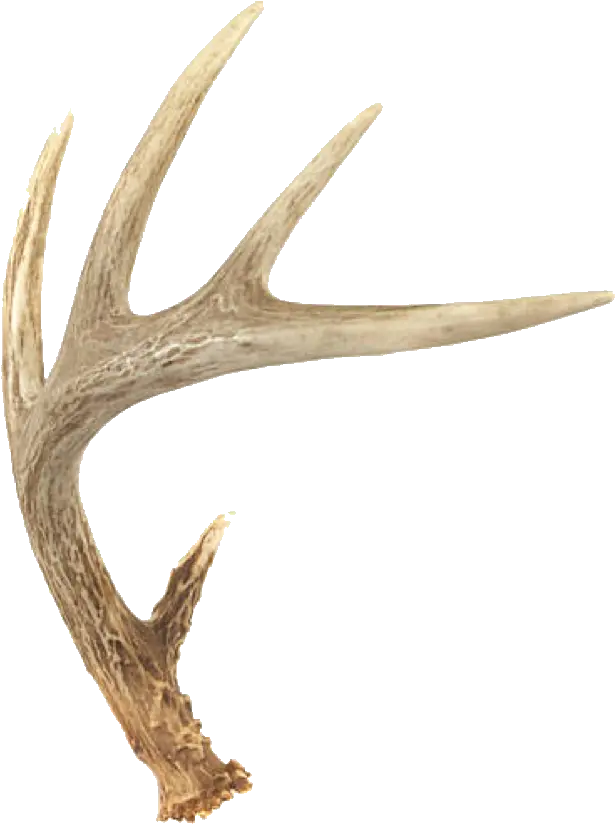 Hd Deer Horns Freetoedit Whitetail 866080 Png Images Transparent Deer Horns Deer Antlers Png