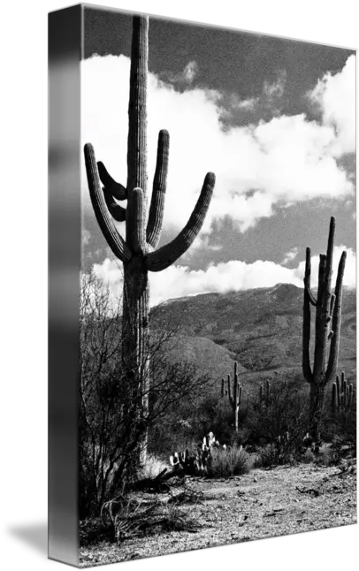 Saguaro Cactus In Sonoran Desert By Bo Mackison Chaparral Png Tumblr Cactus Png