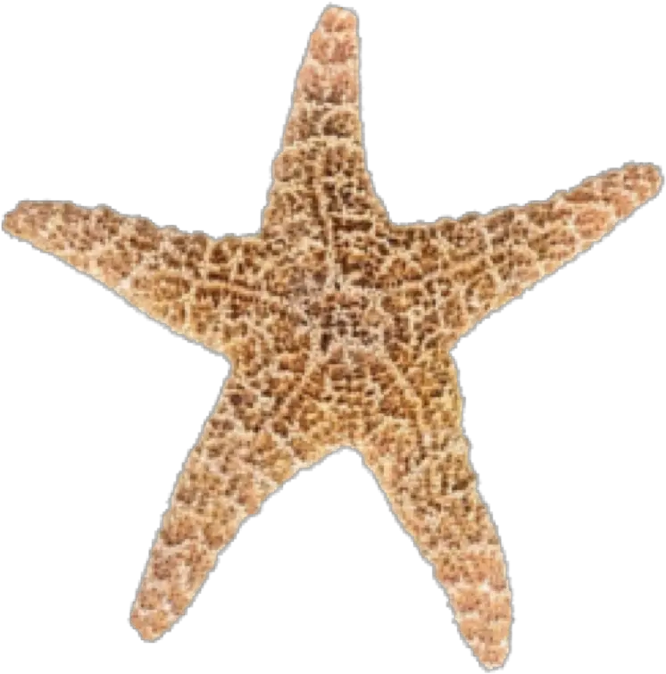 Designs Starfish Png 19874 Free Icons And Png Backgrounds Starfish Transparent Background Sans Transparent Background