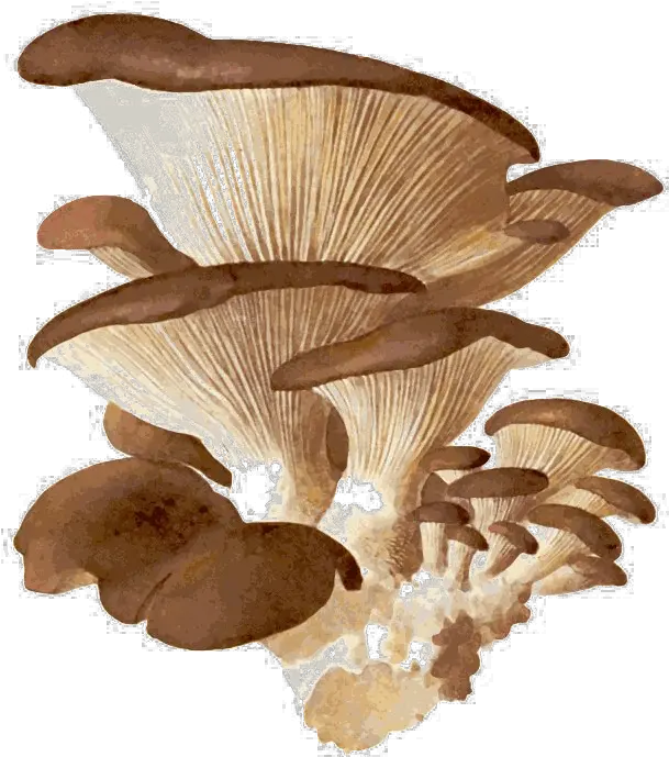 Edible Mushroom Png Download Image Arts Oyster Mushroom Hd Png Mushroom Transparent Background