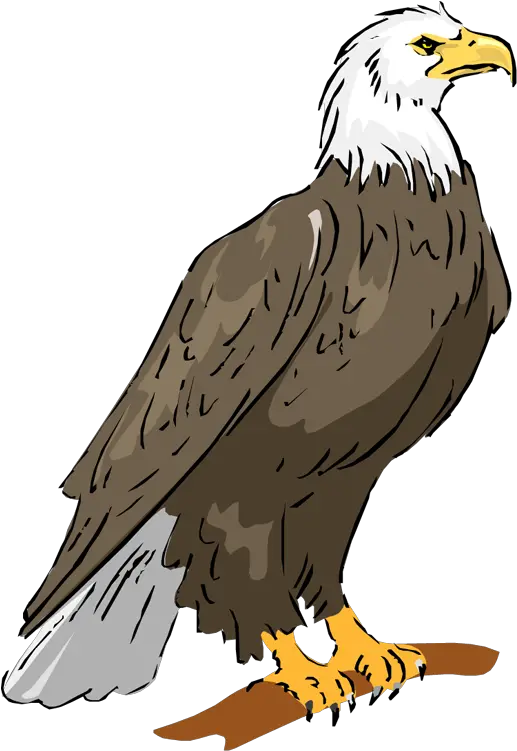 Eagle Transparent U0026 Png Clipart Free Download Ywd Eagle Clipart Bald Eagle Transparent Background