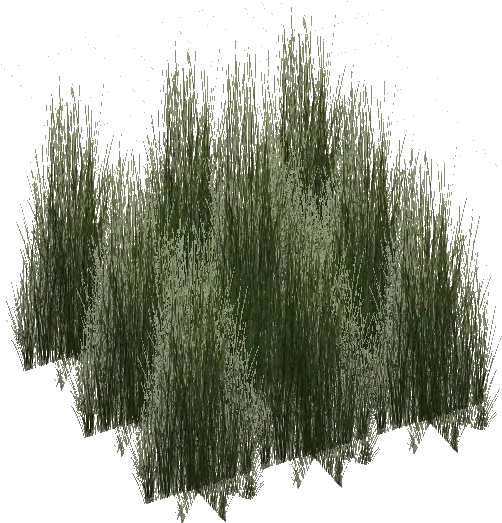 Download Rainforest Grass Tall Tall Grass Render Full Tall Grass For Photoshop Png Tall Grass Png