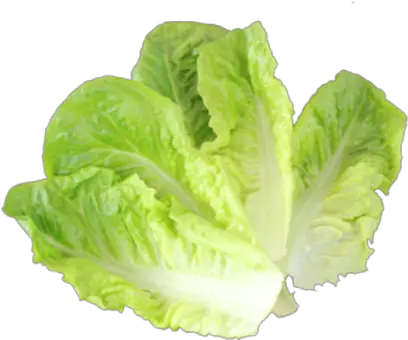 Cos Lettuce Pack 2 Small Nan And Pops Online Fruit Shop Small Lettuce Png Lettuce Png