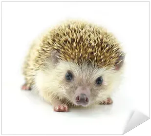 Hedgehog Isolate We Live To Change Domesticated Hedgehog Png Hedgehog Transparent Background