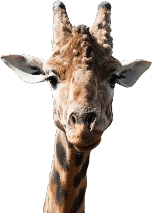 Download Hd Giraffe Side Image Giraffe Transparent Png Giraffe Face Transparent Giraffe Transparent Background