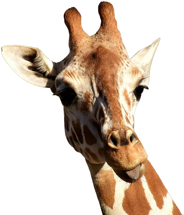 Giraffe Transparent Png Image Giraffe Sticking Tongue Out Transparent Giraffe Transparent Background