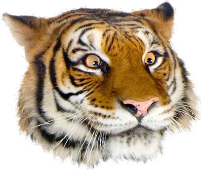 Tiger Face Png 2 Image Funny Tiger Face Png Tiger Face Png