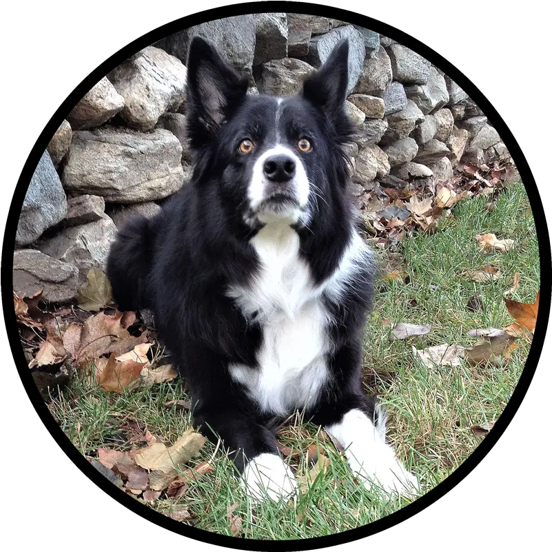 Home Field Stone Border Collies Companion Dog Png Border Collie Png