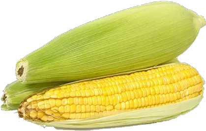 Corn Png Transparent Images Free Download Background