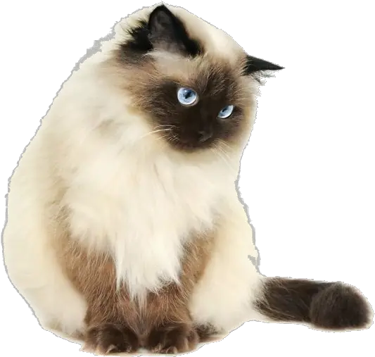 Tumblr Cat Png Pretty Cats Png Siamese Cat Transparent Cat No Background Png Cat With Transparent Background png