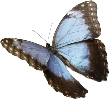 Morpho Magic Kids Out And About Rochester Sticker Butterfly For Picsart Png Real Butterfly Png