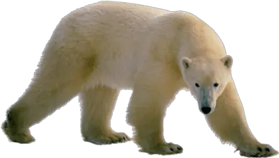 Polar Bear Walking Transparent Png Polar Bear Walking Png Bear Transparent Background