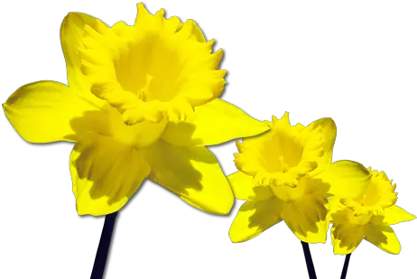 Daffodils Png Transparent Images All March Flower Of The Month Yellow Flower Transparent Background