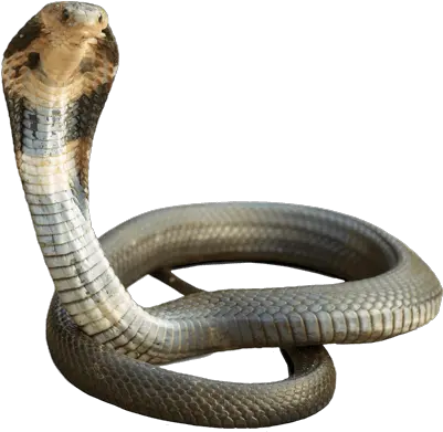 Cobra Snake Png Images Free Download Cobra Snake Png Hd King Cobra Png