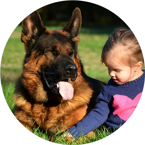 German Shepherd Breeder Based In Maryland With Programs Old German Shepherd Dog Png German Shepard Puppy Icon