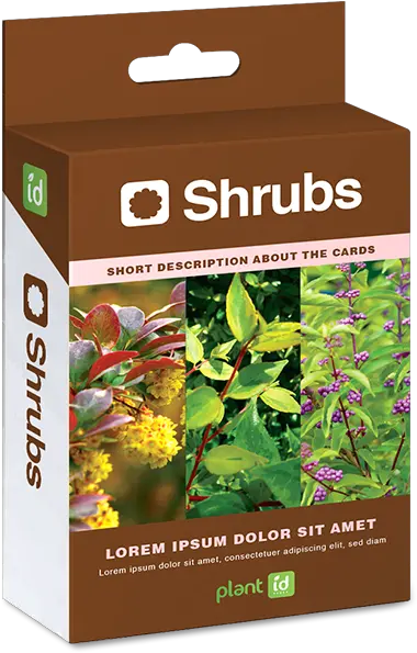 Plant Id Cards The Easiest Way To Learn Plants Abelia X Grandiflora Glossy Abelia Png Shrubs Png