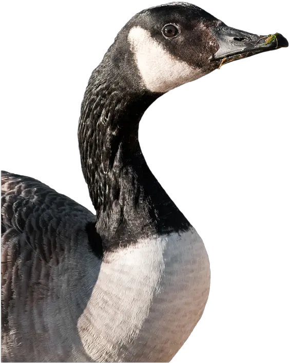 Canada Goose Animals Birds No Back Canadian Goose Cut Out Png Goose Transparent