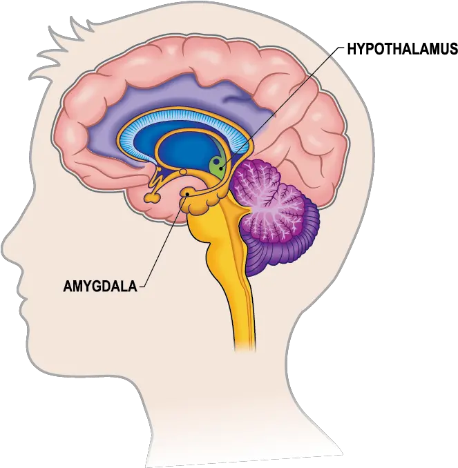 Brain 01 Expressworks International Limbic System In Brain Png Brain Clipart Transparent