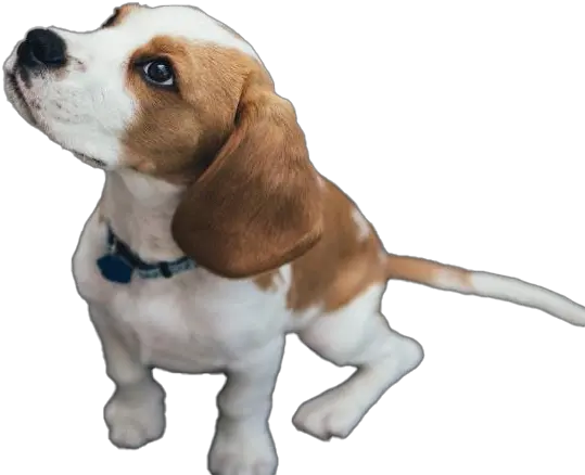 Beagle Dog Puppy Transparent Raca De Cachorro Com Olhos Verdes Png Transparent Puppy